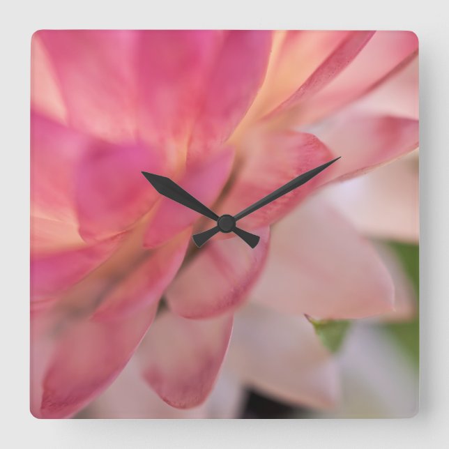 Bright Rosa Strawblomma Fyrkantig Klocka (Framsida)