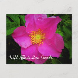 Bright Rosa Vild Alberta Ro Canada Anpassningsbar Vykort