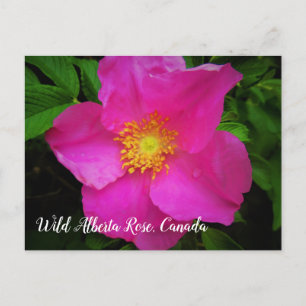 Bright Rosa Vild Alberta Ro Canada Anpassningsbar Vykort