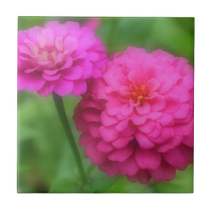 Bright Rosa Zinnia Flowers Kakelplatta