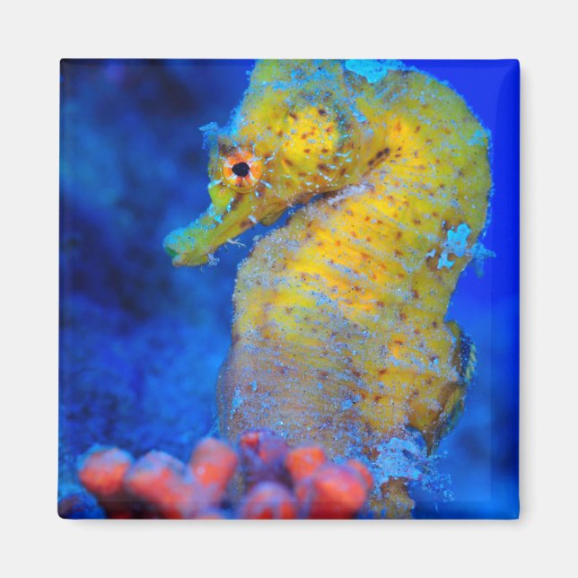 Bright Seahorse | Hippocampus Magnet (Framsidan)