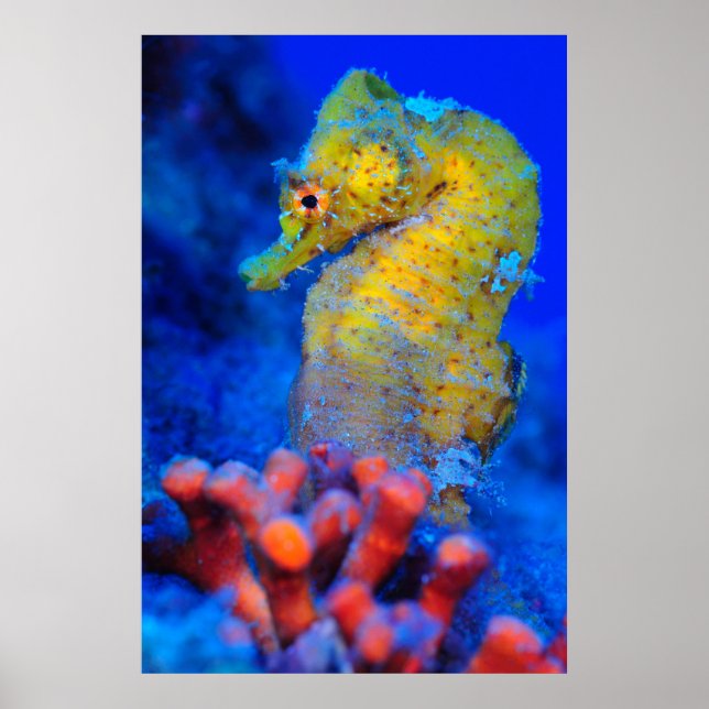 Bright Seahorse | Hippocampus Poster (Framsidan)