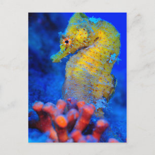 Bright Seahorse Hippocampus Vykort