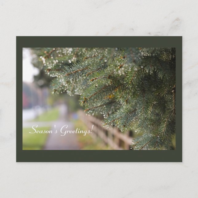 Bright Shimming Evergreen Nål Modern Helgdag Vykort (Framsida)