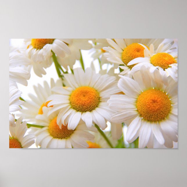 Bright Summer Daisies Poster (Framsidan)