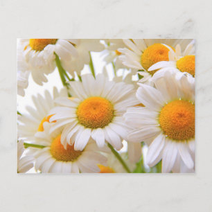 Bright Summer Daisys Flowers Vykort