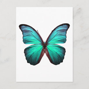 Bright Teal Butterfly Vykort