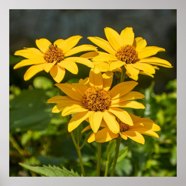 Bright Yellows Poster (Framsidan)