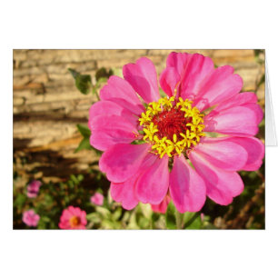 Bright Zinnia (kort för vågrät) OBS Kort