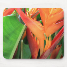 Briljande Heliconia Tropical Flowers