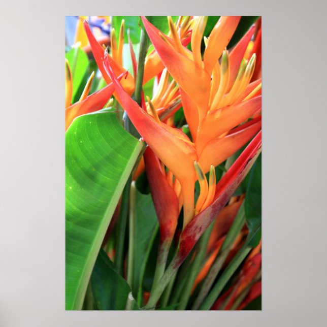 Briljande Tropiska Heliconia-Blommigtar Poster (Framsidan)