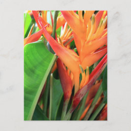 Briljande Tropiska Heliconia-Blommigtar Vykort