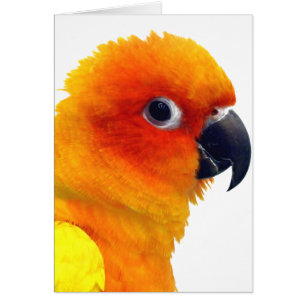 Briljant sol Conure Hälsningskort