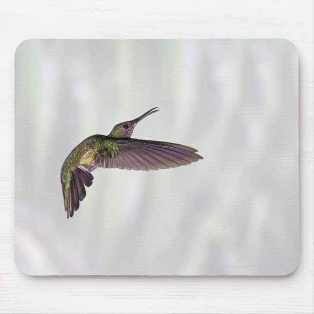 Briljantheliodoxa jacula hona, grönt musmatta (Framsidan)