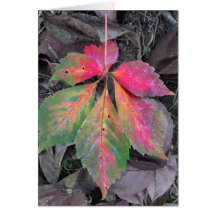 Brillians mellan Grått och Löv hösten