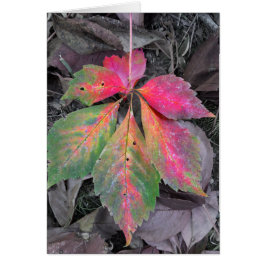 Brillians mellan Grått och Löv hösten OBS Kort