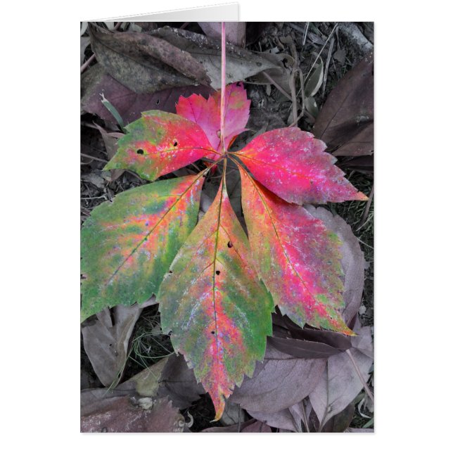 Brillians mellan Grått och Löv hösten OBS Kort (Framsidan)