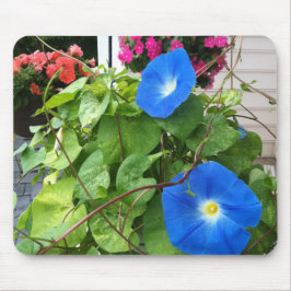 Brilliant Blue Morning Glories Close-up Musmatta