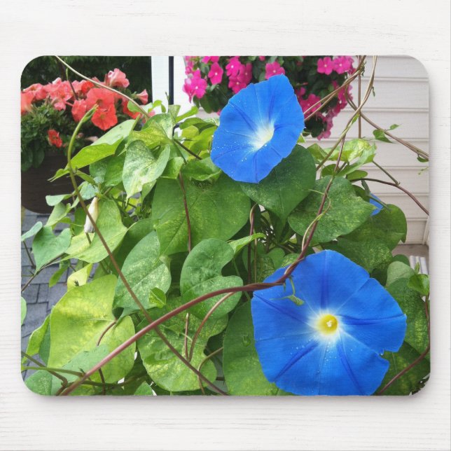 Brilliant Blue Morning Glories Close-up Musmatta (Framsidan)