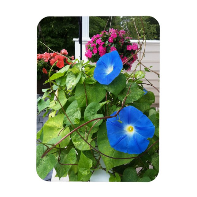 Brilliant Blue Morning Glories Magnet (Vertikal)