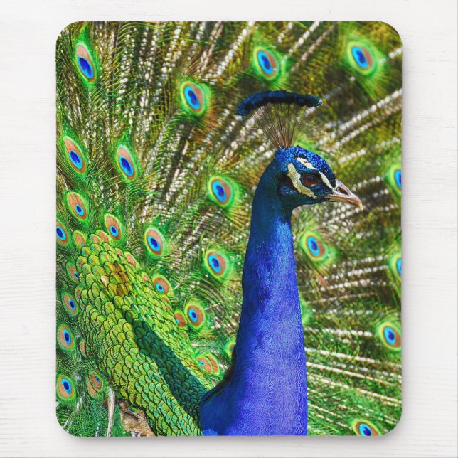 Brilliant Blue Peacock Musmatta (Framsidan)