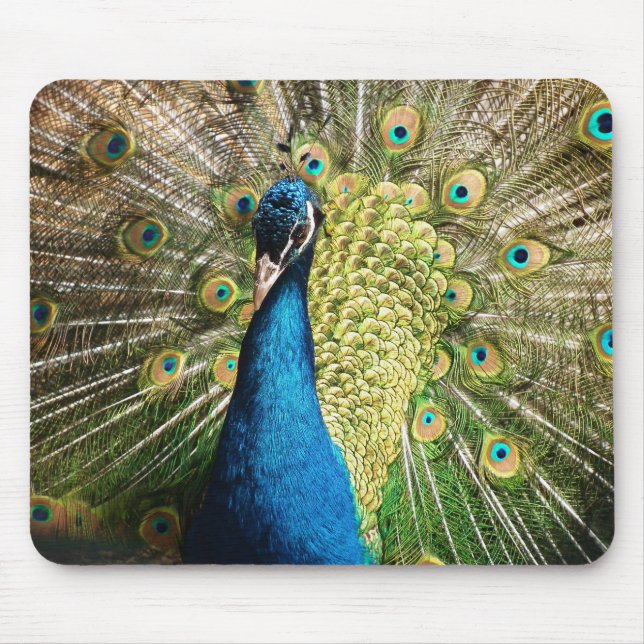 Brilliant Blue Peacock Musmatta (Framsidan)