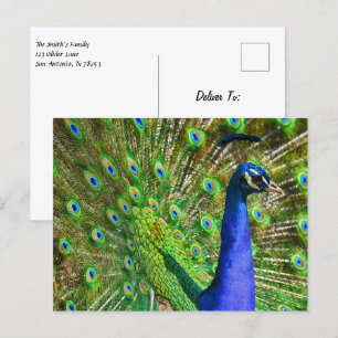 Brilliant Blue Peacock Vykort
