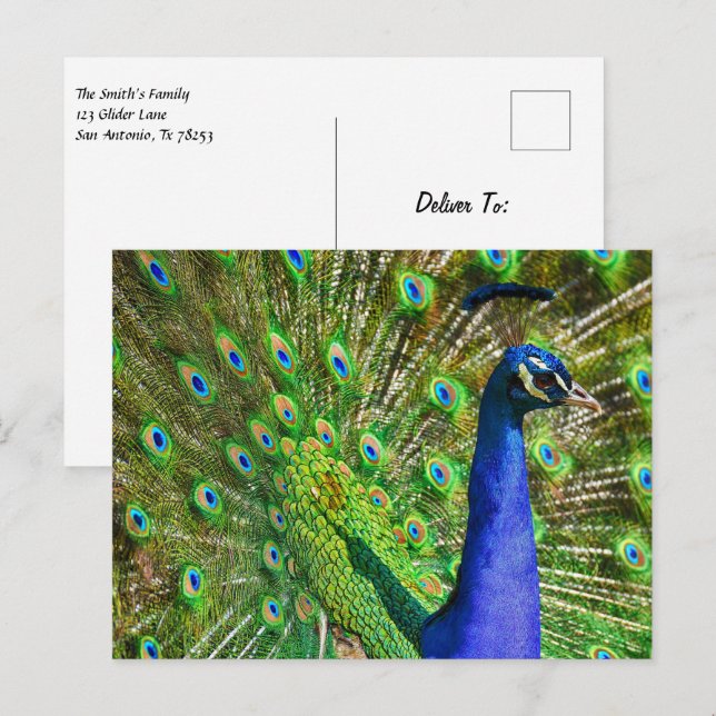 Brilliant Blue Peacock Vykort (Fram/baksida)