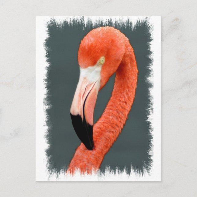 Brilliant Flamingo-vykort Vykort (Framsida)