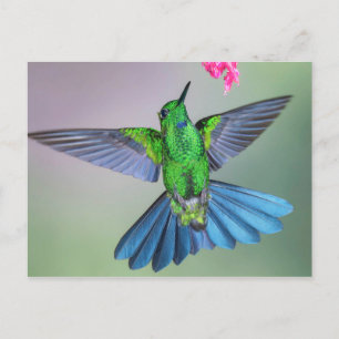 Brilliant Hummingbird in Flight with Vingar Open Vykort