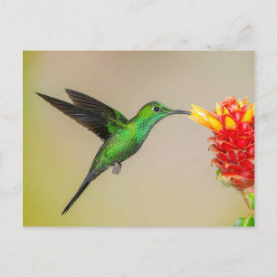 Brilliant Hummingbird Matande från en blomma Vykort