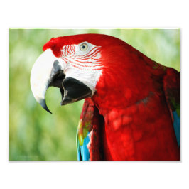 Brilliant Red Fototryck
