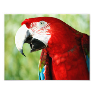 Brilliant Red Fototryck