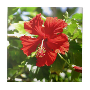 Brilliant Red Hawaiian Hibiscus Flower Kakelplatta