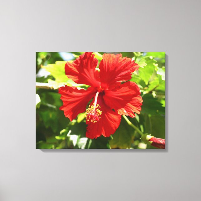 Brilliant Red Hibiscus Flower Kanvastryck (Framsida)