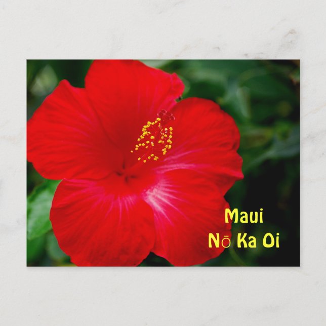 Brilliant Red Hibiscus Flower, Maui Hawaii Vykort (Framsida)