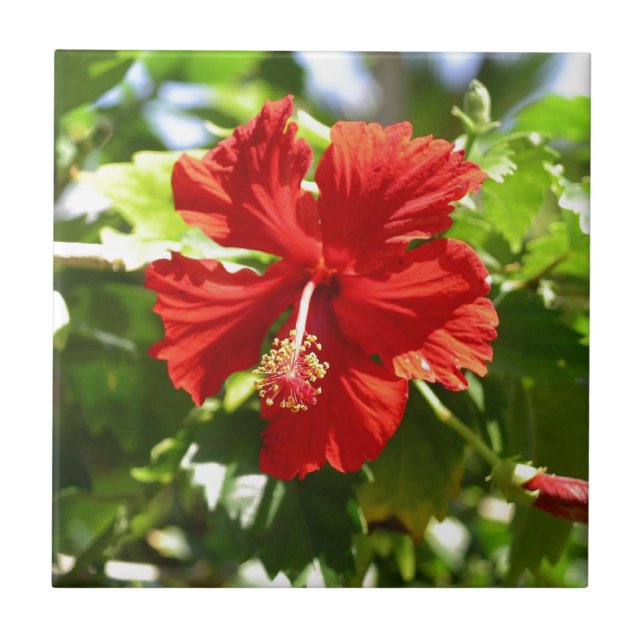 Brilliant Red Hibiscus Kakelplatta (Framsidan)