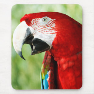 Brilliant Red Musmatta