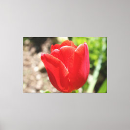 Brilliant Red Tulip Canvastryck