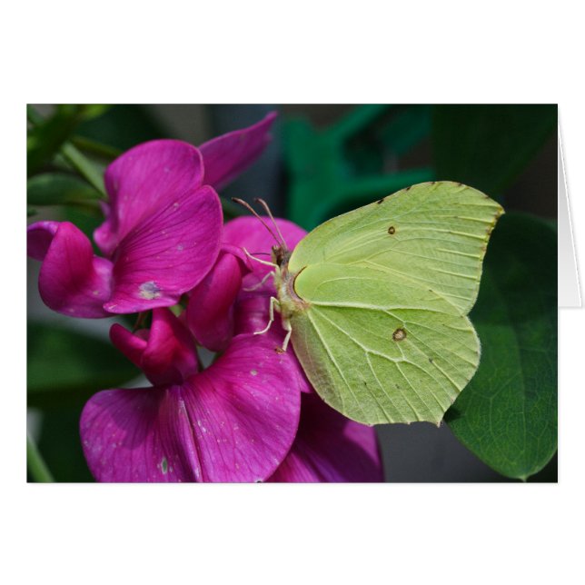 Brimstone Hälsningskort (Framsidan Horizontal)