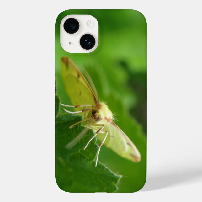 Brimstone Moth (Baksida)