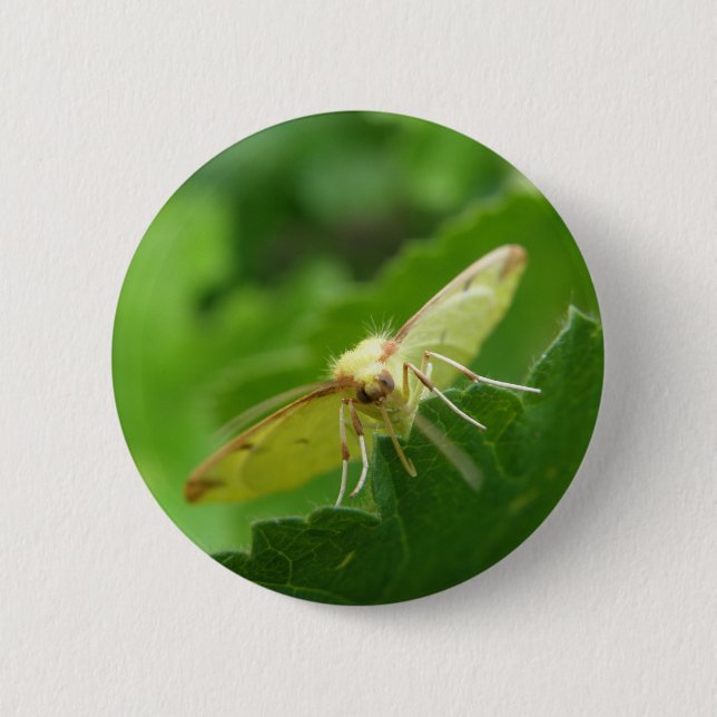 Brimstone Moth Button Knapp (Framsida)