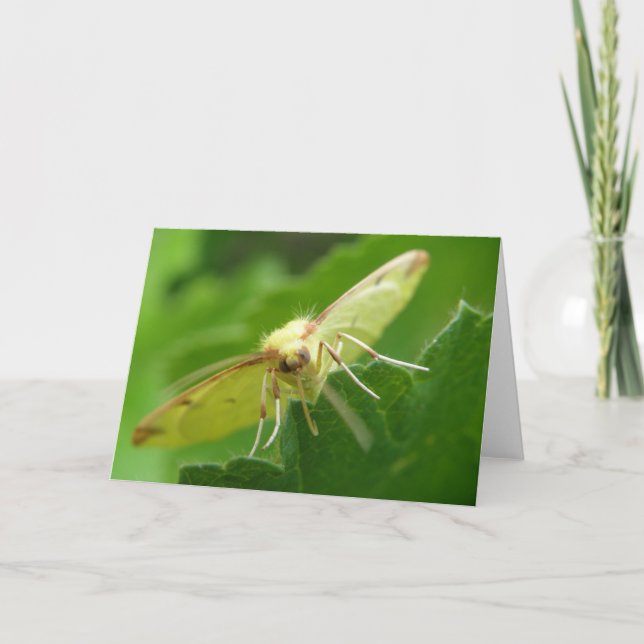 Brimstone Moth Greeting Card Kort (Framsida)