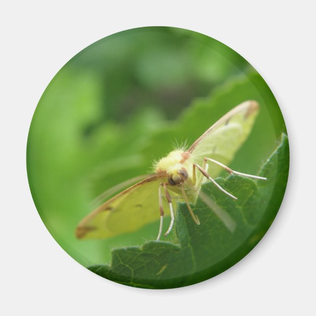 Brimstone Moth Magnet (Framsidan)