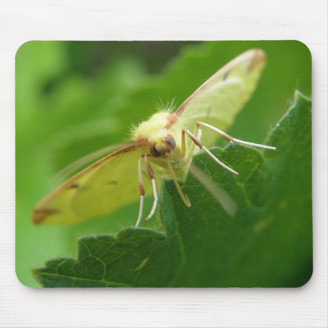 Brimstone Moth Mousepad Musmatta (Framsidan)