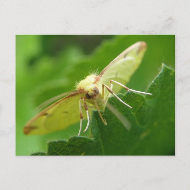 Brimstone Moth-vykort Vykort (Framsida)