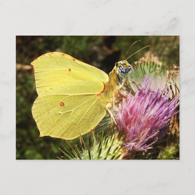 Brimstone tiger vykort (Framsida)