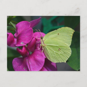 Brimstone Vykort
