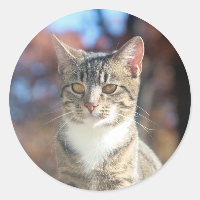 Brin Runt Klistermärke (Framsida)