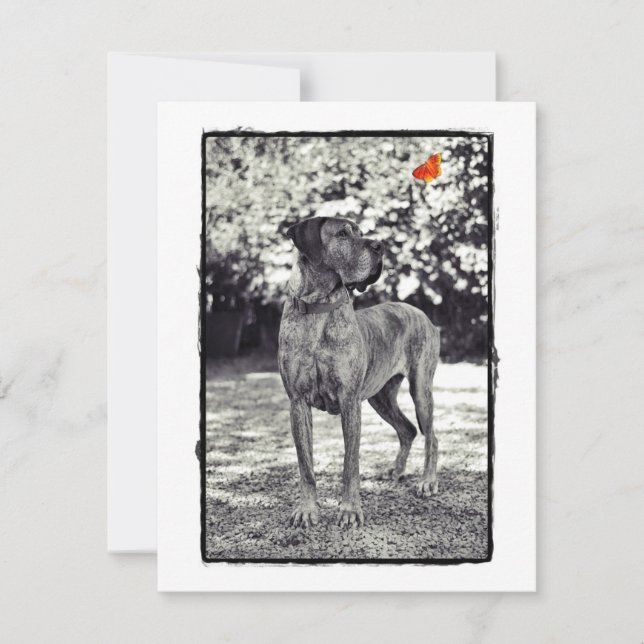 Brindel Dane Helia (Framsida)